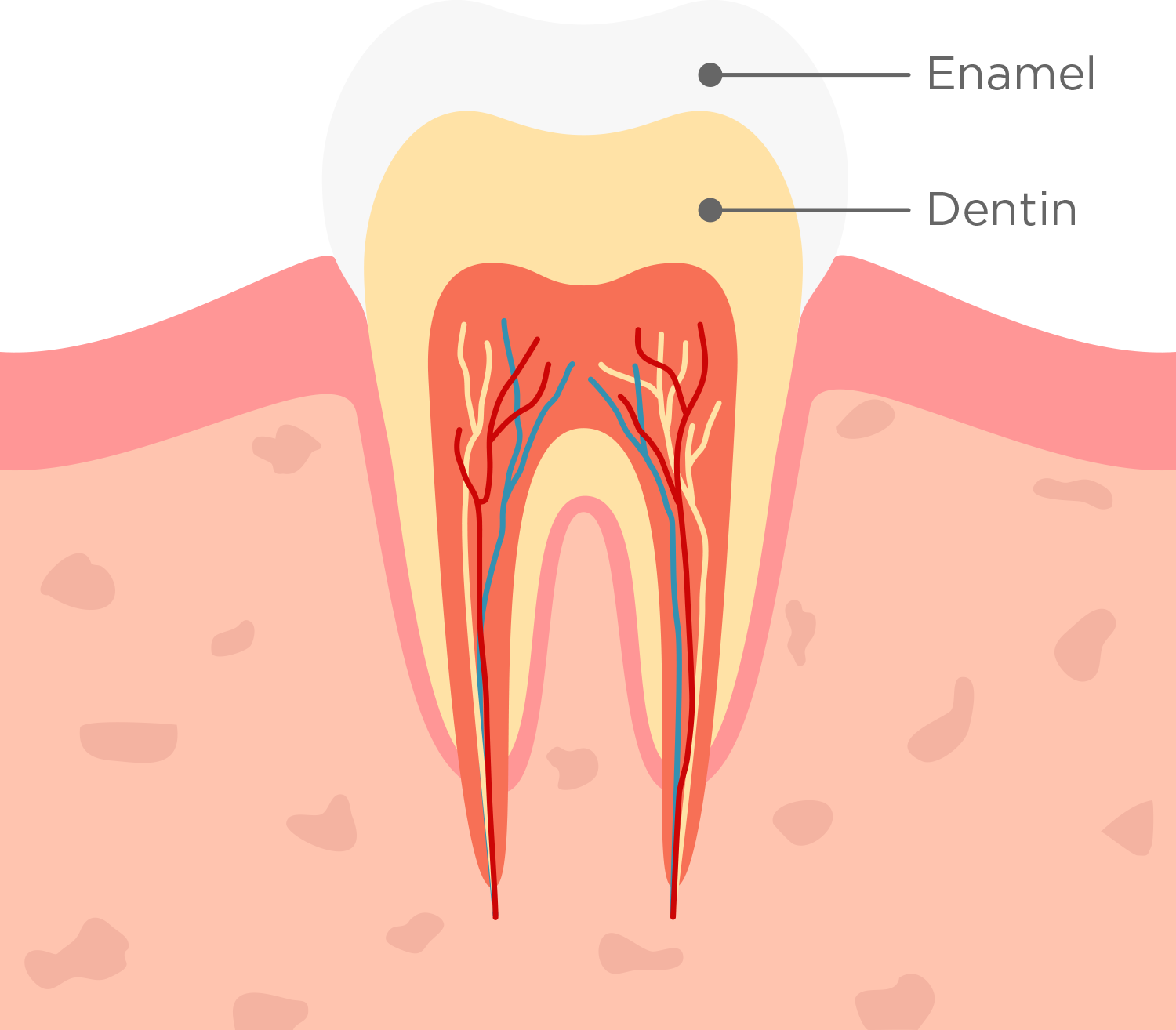 restore diagrama diente